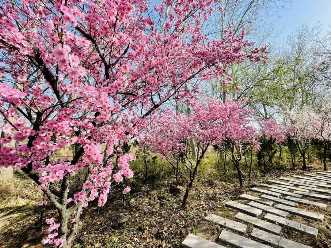 清明踏青来林海