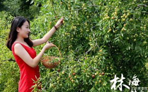 林海果香采摘节